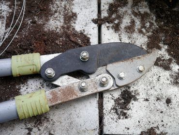 Pruning brings more fruit